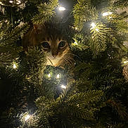 Mr. Pooks joined the competition — help win amazing prizes! cat, christmas_tree, lights, greenery, animal, indoor, holiday, decorations, curious, pets, fur, whiskers, tree_branches, glowing, festive, domestic, closeup, nature, night, cozy