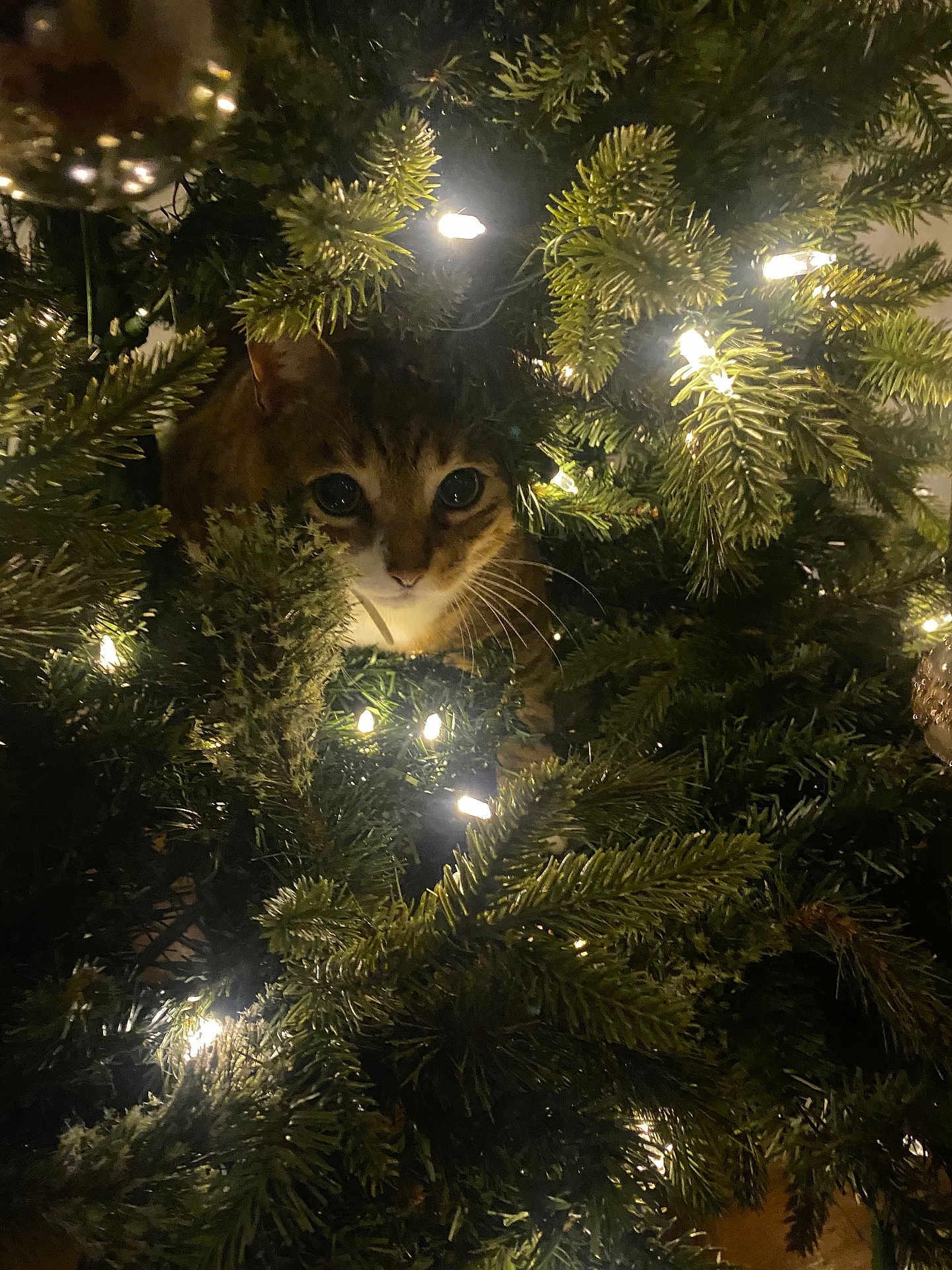 Mr. Pooks joined the competition — help win amazing prizes! cat, christmas_tree, lights, greenery, animal, indoor, holiday, decorations, curious, pets, fur, whiskers, tree_branches, glowing, festive, domestic, closeup, nature, night, cozy
