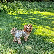 Stacy a rejoint le concours — aidez-le/la à gagner de superbes lots ! dog, yorkshire_terrier, small_dog, bow, grass, lawn, outdoor, pet, canine, sunlight, greenery, nature, fur, cute, animal, park, standing, looking, adorable, tree