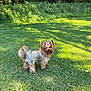 dog, yorkshire_terrier, small_dog, bow, grass, lawn, outdoor, pet, canine, sunlight, greenery, nature, fur, cute, animal, park, standing, looking, adorable, tree