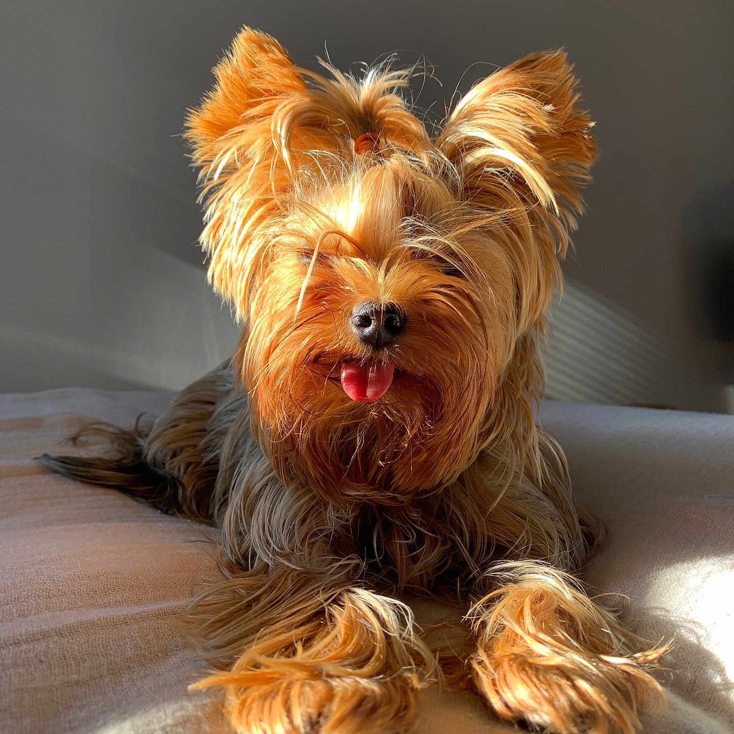 Stacy participe au concours pour gagner de l'argent avec cette photo : animal, bed, cozy, cute, dog, domestic_animal, fluffy, fur, indoor, light, mammal, pet, playful, portrait, relaxing, shadow, small_dog, sunlight, tongue, yorkshire_terrier