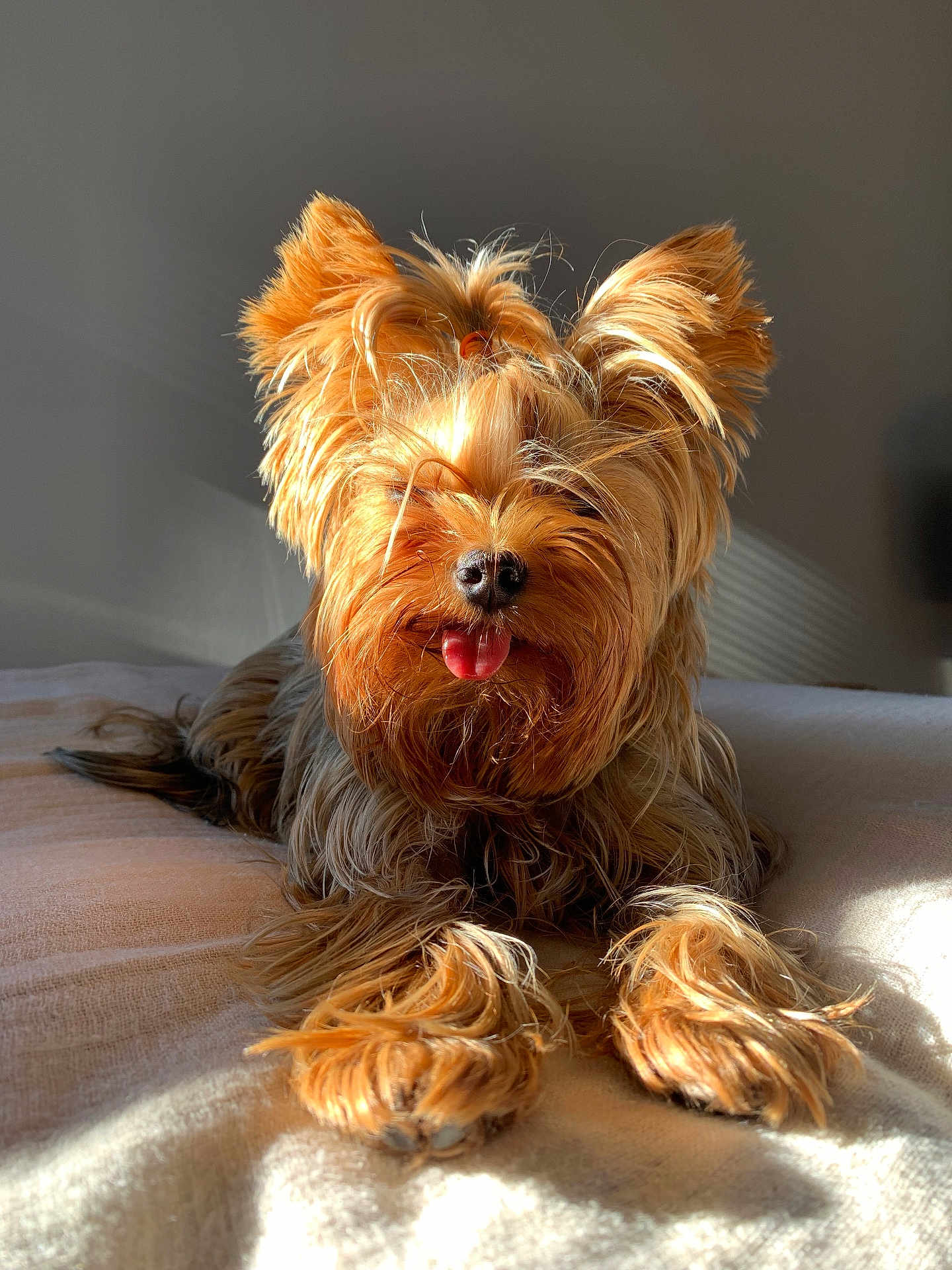 Stacy participe au concours pour gagner de l'argent avec cette photo : dog, yorkshire_terrier, pet, animal, fur, tongue, sunlight, bed, cozy, cute, small_dog, portrait, domestic_animal, mammal, relaxing, indoor, light, shadow, playful, fluffy