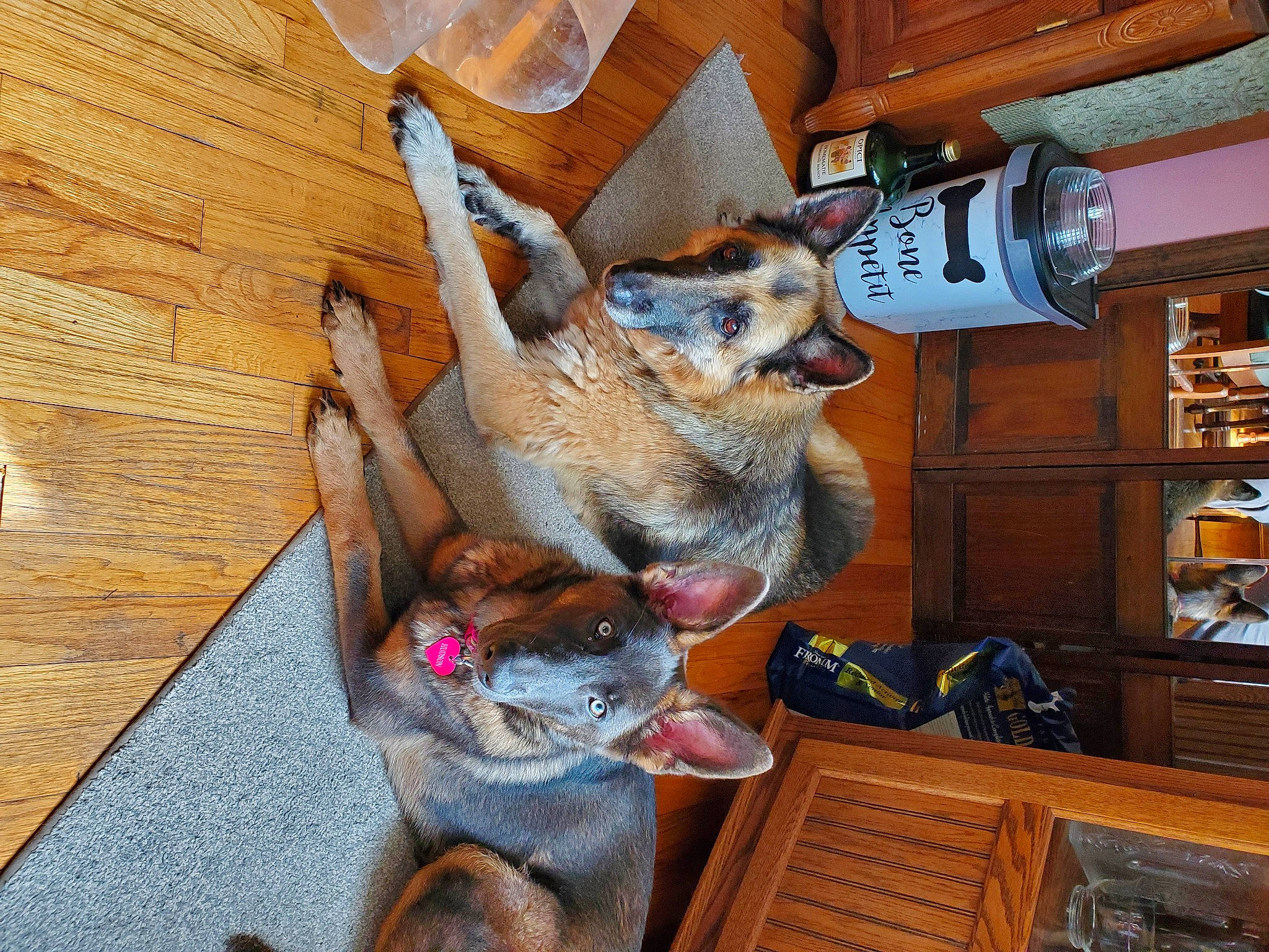 Hudson joined the competition — help win amazing prizes! canidae, carnivore, dog, dog_breed, fawn