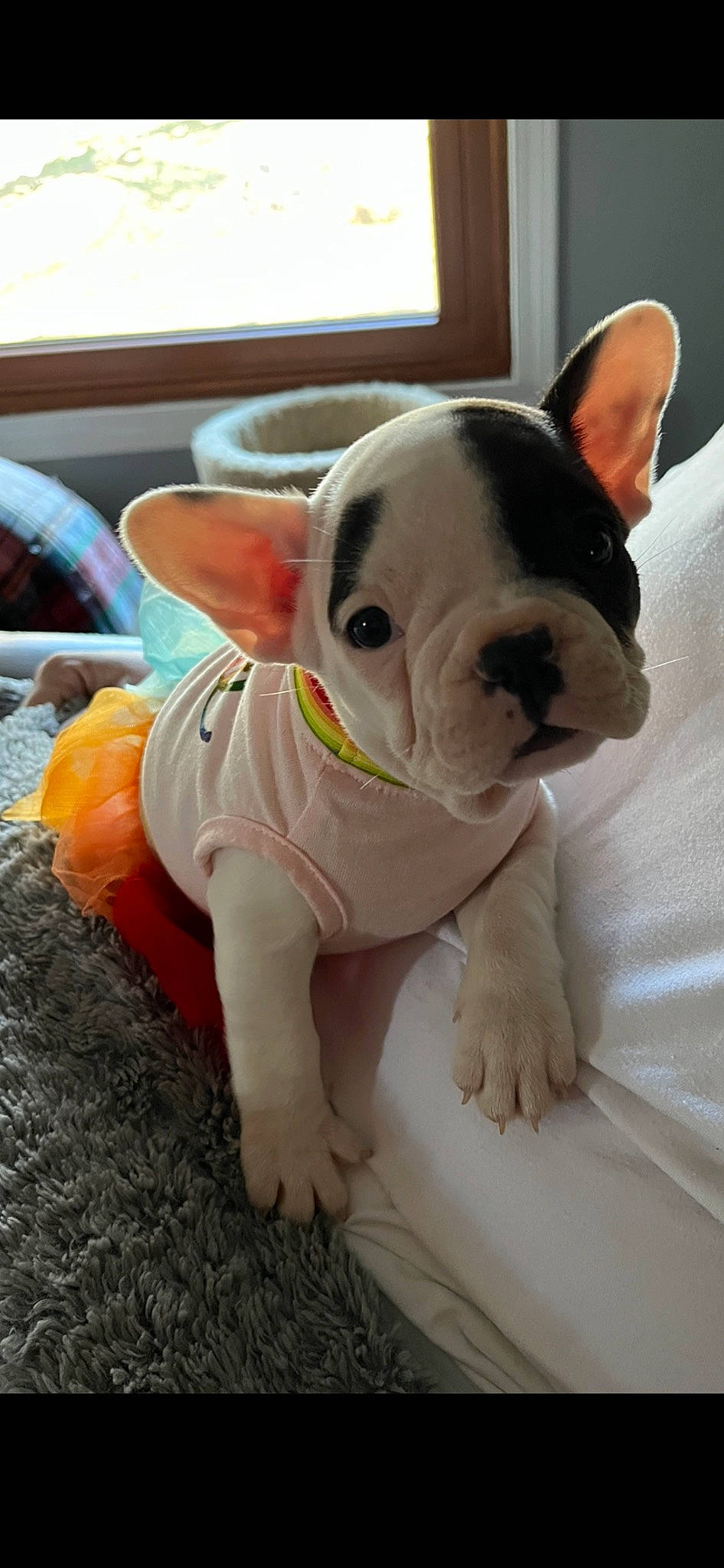 Nora Reane joined the competition — help win amazing prizes! bulldog, canidae, carnivore, collar, comfort, companion_dog, dog, dog_breed, ear, fawn, grass, molosser, non_sporting_group, snout, sporting_group, terrestrial_animal, toy, toy_dog, whiskers, working_animal