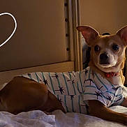 Gizmo is registered to the contest to win money with this photo: alert, bed, bedroom, brown_dog, clothing, collar, cozy, curious, dog, domestic_animal, fabric, furniture, heart_shape, indoor, pet, relaxing, resting, shirt, small_dog, warm_lighting