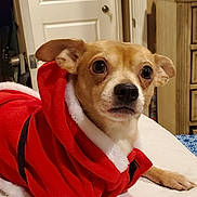 Gizmo joined the competition — help win amazing prizes! dog, small_dog, red_clothing, santa_outfit, bed, blanket, blue_blanket, wooden_drawers, bedroom, indoor, pet, animal, cute, looking, ears, fur, face, eyes, nose, resting