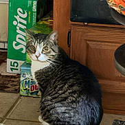 Nala joined the competition — help win amazing prizes! cat, tabby_cat, kitchen, tile_floor, cabinet, beverage_box, sprite, mountain_dew, furniture, pet, animal, indoor, curious, sitting, looking_back, household, domestic, wood, chair, floor