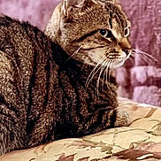 Paisley joined the competition — help win amazing prizes! animal, blanket, cat, close_up, cushion, domestic_cat, ears, feline, fur, home, indoor, mammal, pattern, pet, relaxed, resting, side_view, soft_texture, tabby_cat, whiskers