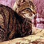 animal, blanket, cat, close_up, cushion, domestic_cat, ears, feline, fur, home, indoor, mammal, pattern, pet, relaxed, resting, side_view, soft_texture, tabby_cat, whiskers