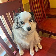 Thelma joined the competition — help win amazing prizes! dog, blue_eyes, fluffy, sitting, wooden_chair, indoor, window, yellow_wall, pet, animal, fur, cute, looking, portrait, domestic, companion, furniture, home, calm, small_dog