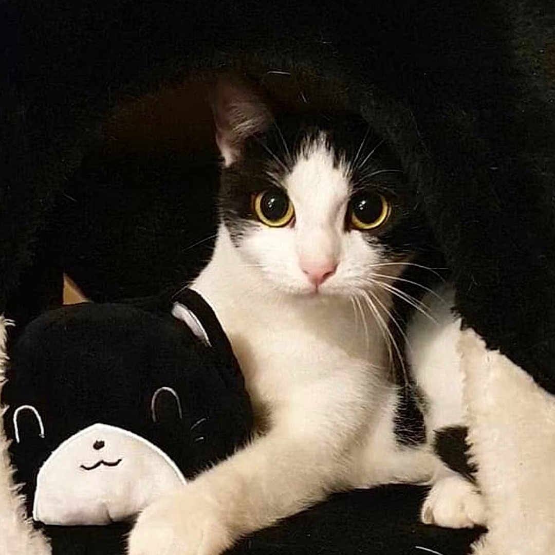Minuit a rejoint le concours — aidez-le/la à gagner de superbes lots ! abyssinian, angora, animal, applique, blanket, cat, couch, cushion, egyptiancat, furniture, homedecor, kitten, manx, pattern, pet, plush, snout, toy, white