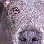 Frankie Frank joined the competition — help win amazing prizes! dog, close_up, nose, eyes, fur, whiskers, muzzle, portrait, pet, domestic_animal, snout, gray_fur, brown_eyes, texture, curious, macro, outdoor, face, nostrils, whisker