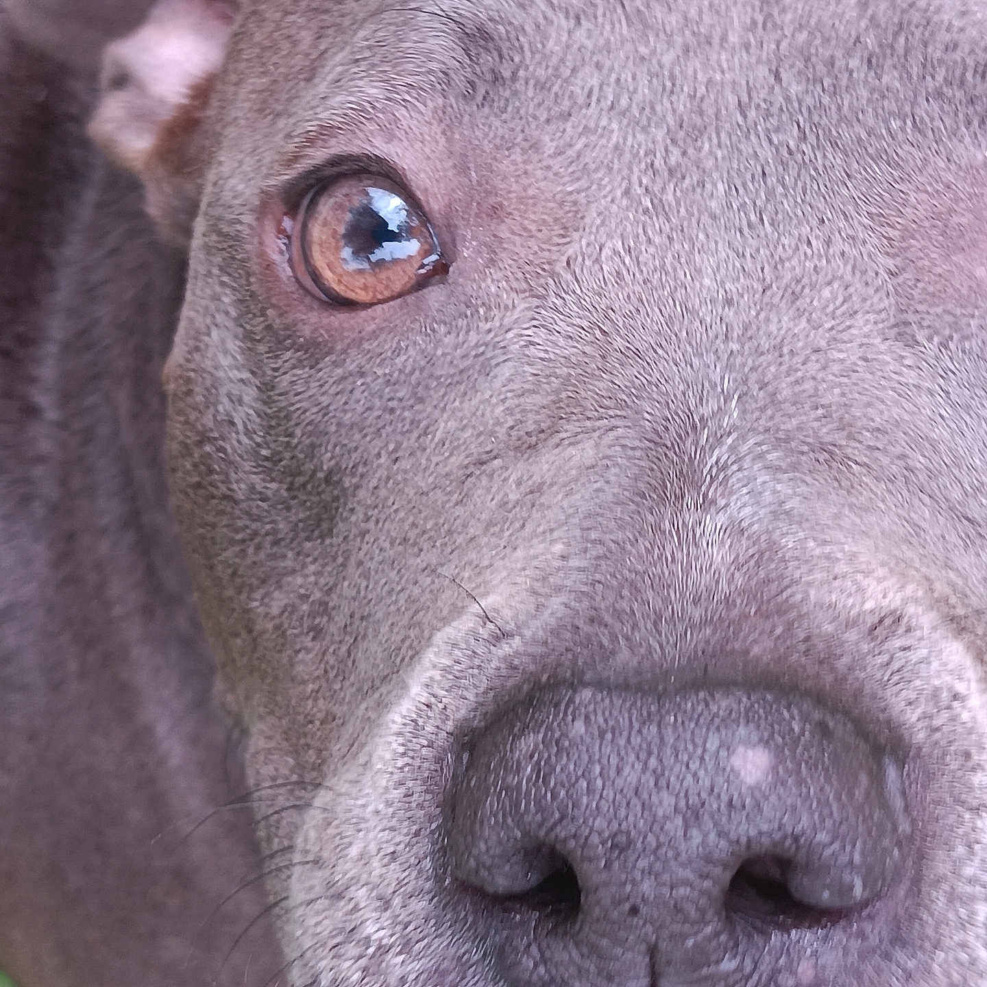 Frankie Frank joined the competition — help win amazing prizes! brown_eyes, close_up, curious, dog, domestic_animal, eyes, face, fur, gray_fur, macro, muzzle, nose, nostrils, outdoor, pet, portrait, snout, texture, whisker, whiskers