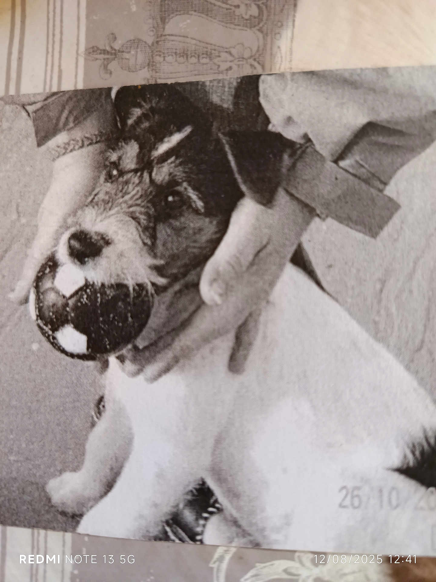 Gribouille a rejoint le concours — aidez-le/la à gagner de superbes lots ! dog, black_and_white, soccer_ball, hands, pet, playing, close_up, nostalgic, vintage, portrait, animal, cute, furry, domestic_animal, muzzle, fur, indoor, friendly, affection, companionship