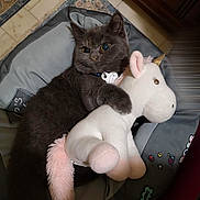 Sakiz a rejoint le concours — aidez-le/la à gagner de superbes lots ! cat, gray_cat, plush_toy, unicorn, pet_bed, indoor, floor, tile_floor, carpet, stuffed_animal, cute, feline, collar, toy, resting, cozy, animal, pet, soft, comfort