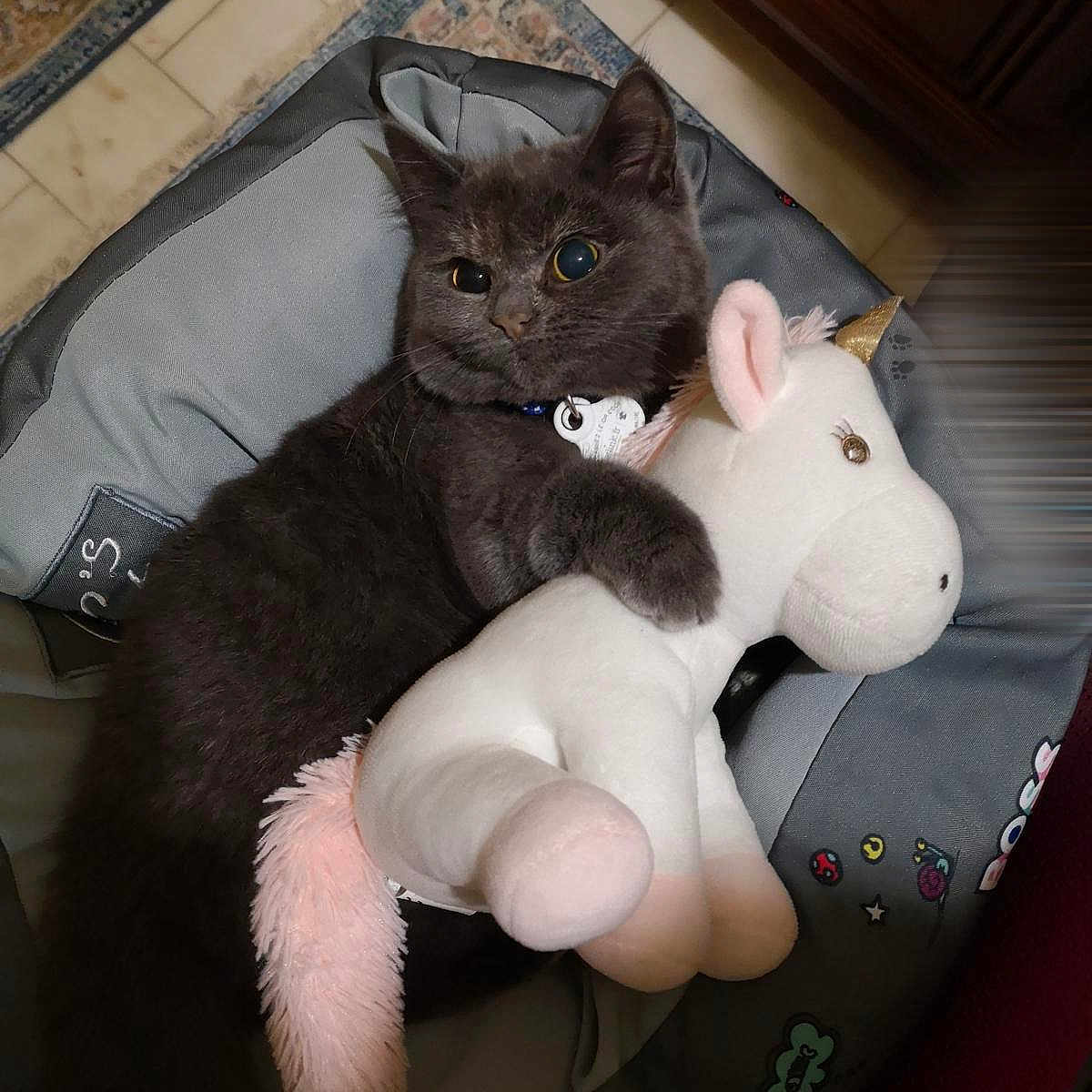 Sakiz a rejoint le concours — aidez-le/la à gagner de superbes lots ! animal, carpet, cat, collar, comfort, cozy, cute, feline, floor, gray_cat, indoor, pet, pet_bed, plush_toy, resting, soft, stuffed_animal, tile_floor, toy, unicorn