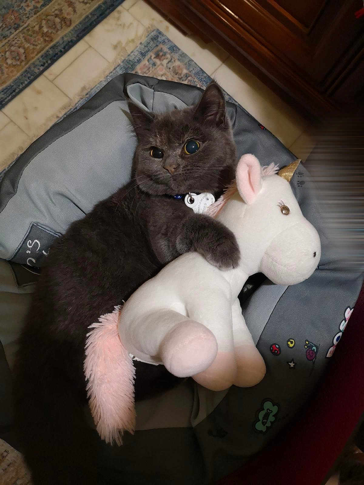 Sakiz a rejoint le concours — aidez-le/la à gagner de superbes lots ! cat, gray_cat, plush_toy, unicorn, pet_bed, indoor, floor, tile_floor, carpet, stuffed_animal, cute, feline, collar, toy, resting, cozy, animal, pet, soft, comfort