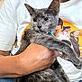animal, casual, cat, closeup, clothing, collar, comfort, feline, graphic, gray_cat, hand, holding, human, indoor, person, pet, portrait, relaxed, seated, tshirt