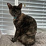 animal, bed, bell, cat, collar, cozy, curious, cute, domestic_cat, feline, fur, home, indoor, pet, portrait, quilt, sitting, soft_light, tortoiseshell, window_blinds