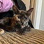 animal, bell, cat, closeup, collar, couch, cozy, cute, domestic, ears, fabric, fur, furniture, home, indoor, pet, relaxing, resting, tortoiseshell, whiskers