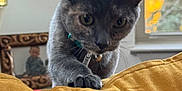 Quinn joined the competition — help win amazing prizes! background, bell, cat, child_photo, close_up, collar, cozy, curious, cushion, focus, framed_photo, furniture, gray_cat, home, indoor, paw, pet, soft_light, window, yellow_cushion