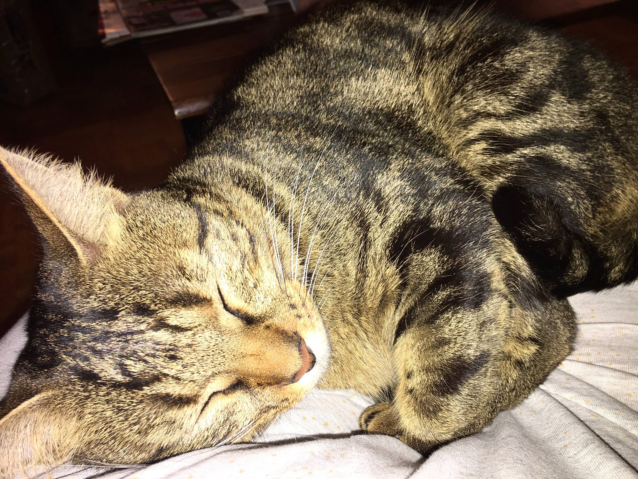 Praline a rejoint le concours — aidez-le/la à gagner de superbes lots ! carnivore, cat, claw, comfort, domestic_short_haired_cat, ear, eye, felidae, fur, grey, nap, paw, sleep, small_to_medium_sized_cats, snout, tail, terrestrial_animal, whiskers, wildlife