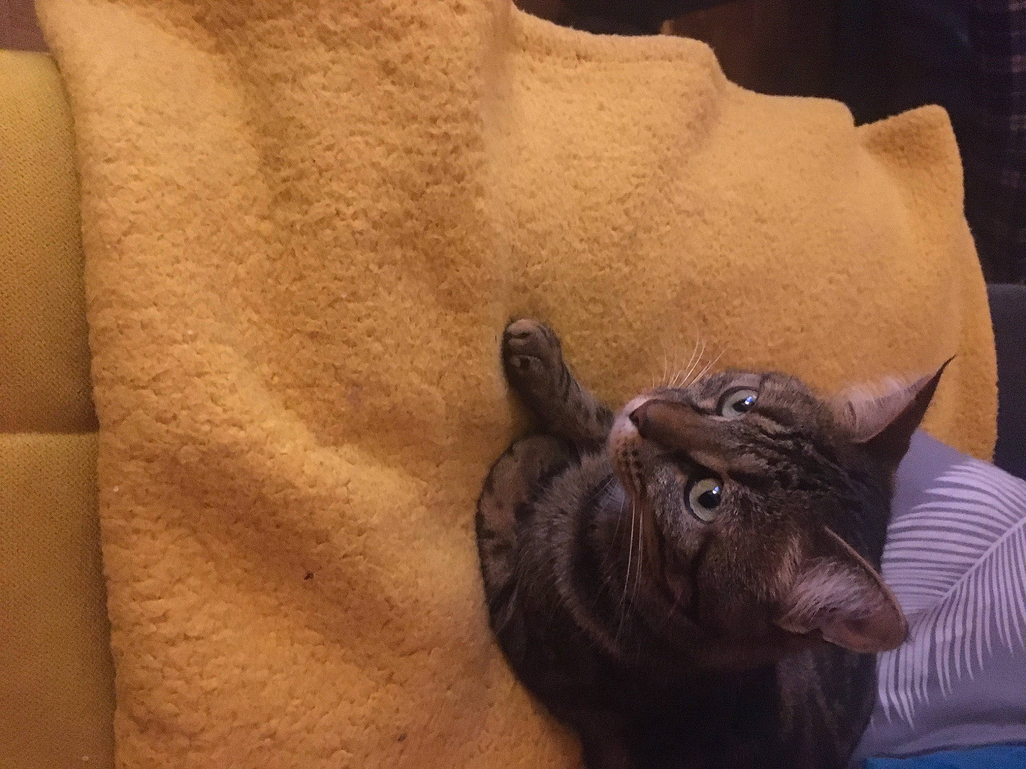 Praline participe au concours pour gagner de l'argent avec cette photo : art, artifact, black_rhinoceros, carnivore, cat, fawn, felidae, indian_rhinoceros, metal, rhinoceros, sculpture, small_to_medium_sized_cats, snout, statue, terrestrial_animal, whiskers, wildlife, wood, working_animal, wrinkle