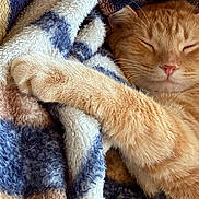 Benny is registered to the contest to win money with this photo: cat, ginger_cat, sleeping, paw, blanket, cozy, fur, pet, resting, indoor, soft, comfort, cute, animal, relaxation, warm, closeup, feline, nap, peaceful