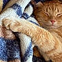 cat, ginger_cat, sleeping, paw, blanket, cozy, fur, pet, resting, indoor, soft, comfort, cute, animal, relaxation, warm, closeup, feline, nap, peaceful
