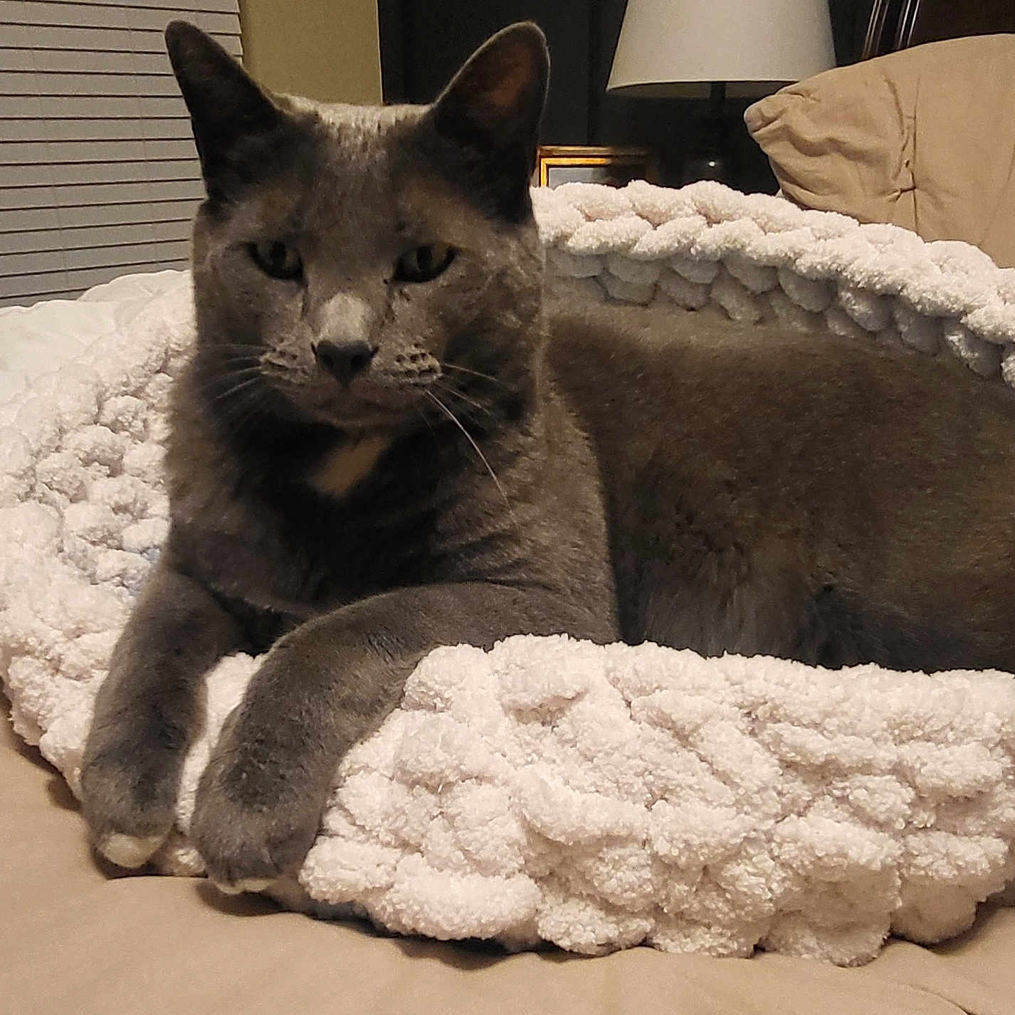 Pixar joined the competition — help win amazing prizes! cat, gray_cat, pet, feline, animal, indoors, blanket, couch, lounging, sitting, close_up, portrait, whiskers, ears, eyes, fur, cozy, home, furniture, relaxed