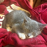 Smoki is registered to the contest to win money with this photo: kitten, cat, sleeping, gray_cat, white_paws, red_hoodie, fabric, cozy, nap, pet, animal, whiskers, fur, indoors, resting, cute, soft, domestic_cat, relaxation, warm