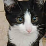 Dallas joined the competition — help win amazing prizes! cat, kitten, black_and_white, pet, animal, fur, whiskers, ears, eyes, floor, indoor, cute, small, young, mammal, curious, walking, closeup, playful, feline