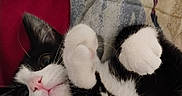 Dallas is registered to the contest to win money with this photo: cat, black_and_white, pet, animal, fur, whiskers, paws, cute, indoor, relaxed, closeup, playful, mammal, feline, cozy, blanket, cushion, pink_nose, curled_paws, lying_down