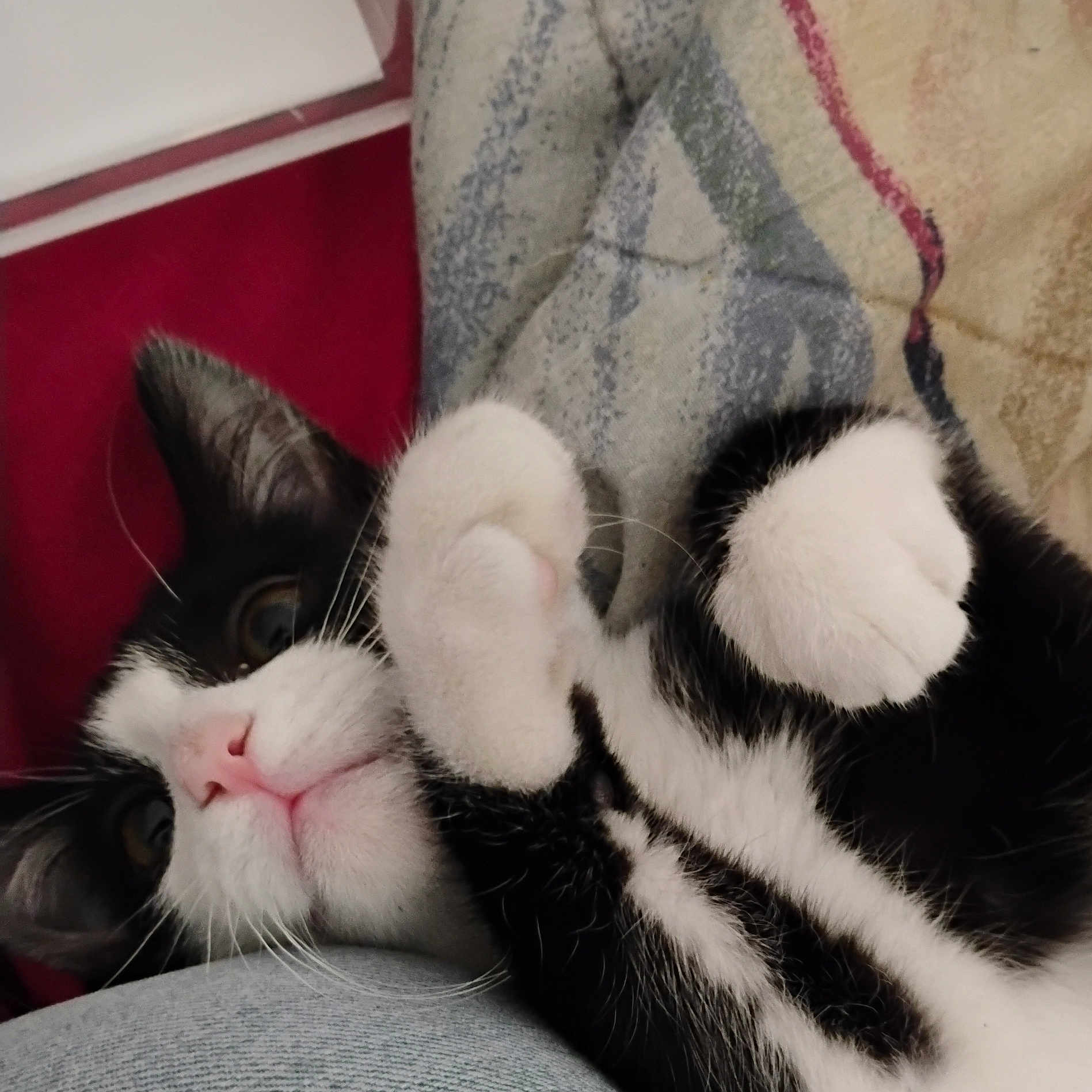 Dallas is registered to the contest to win money with this photo: cat, black_and_white, pet, animal, fur, whiskers, paws, cute, indoor, relaxed, closeup, playful, mammal, feline, cozy, blanket, cushion, pink_nose, curled_paws, lying_down