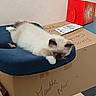 Beerus a rejoint le concours — aidez-le/la à gagner de superbes lots ! kitten, cat, feline, fluffy, indoor, blue_cushion, cardboard_box, relaxed, sleepy, pet, animal, meuble_noir, household, soft_fur, resting, young_cat, domestic, cozy, brown_ears, white_paws