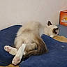 Beerus a rejoint le concours — aidez-le/la à gagner de superbes lots ! cat, fluffy, blue_cushion, cardboard, relaxing, indoor, sleeping, feline, resting, back_view, paws, tail, white_fur, brown_fur, pet, animal, cozy, quiet, home, domestic