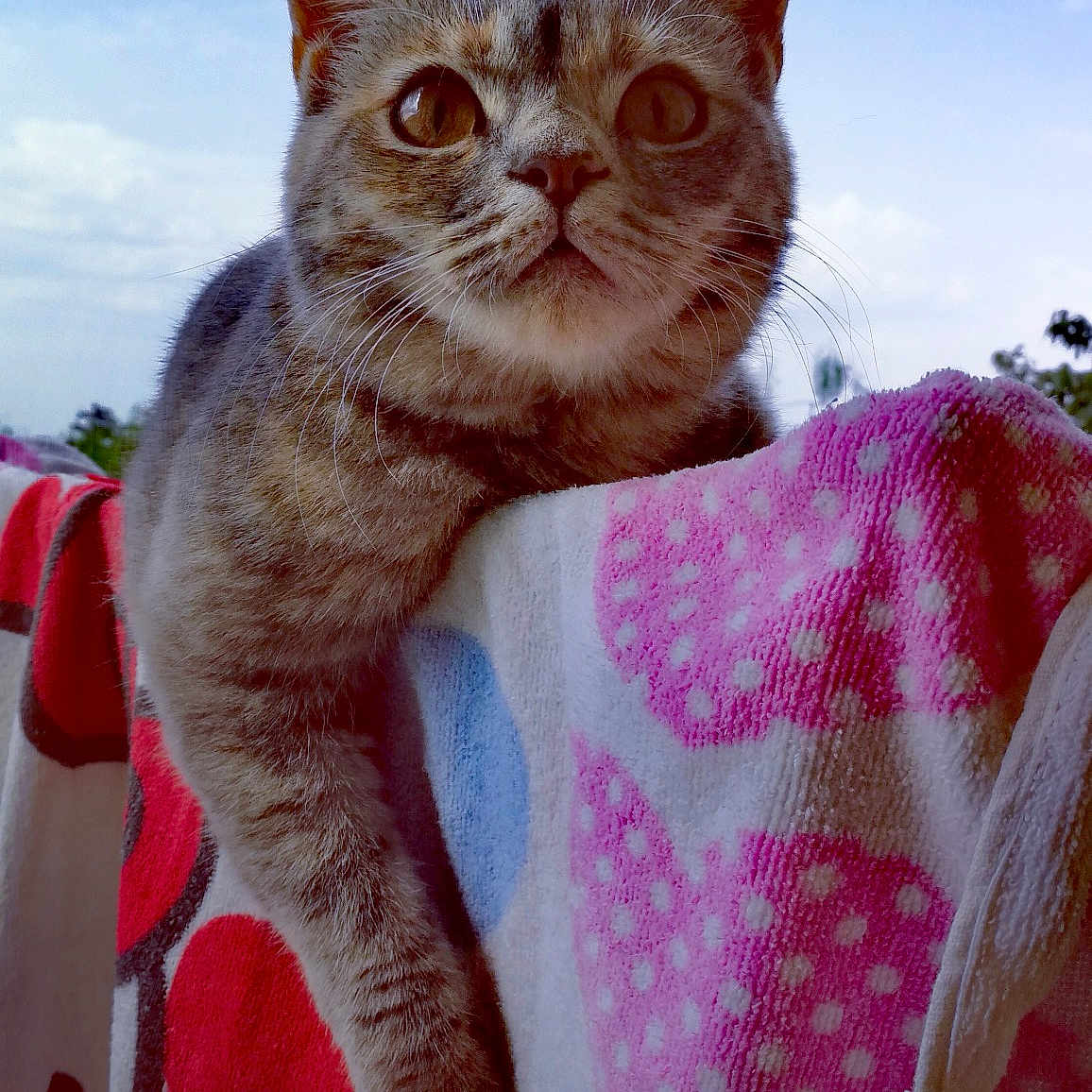 Nikita