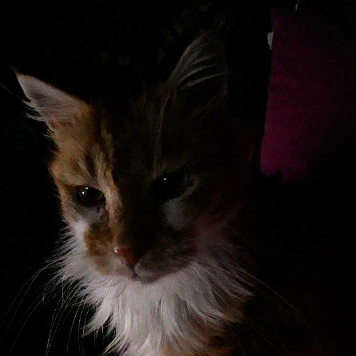 Chouchou
