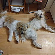 Azerty Izi Pablo participe au concours pour gagner de l'argent avec cette photo : dog, indoor, floor, wooden_floor, resting, lying_down, two_animals, pet, furniture, papers, cozy, brown, white, fluffy, companion, domestic_animal, relaxed, canine, cute, animal