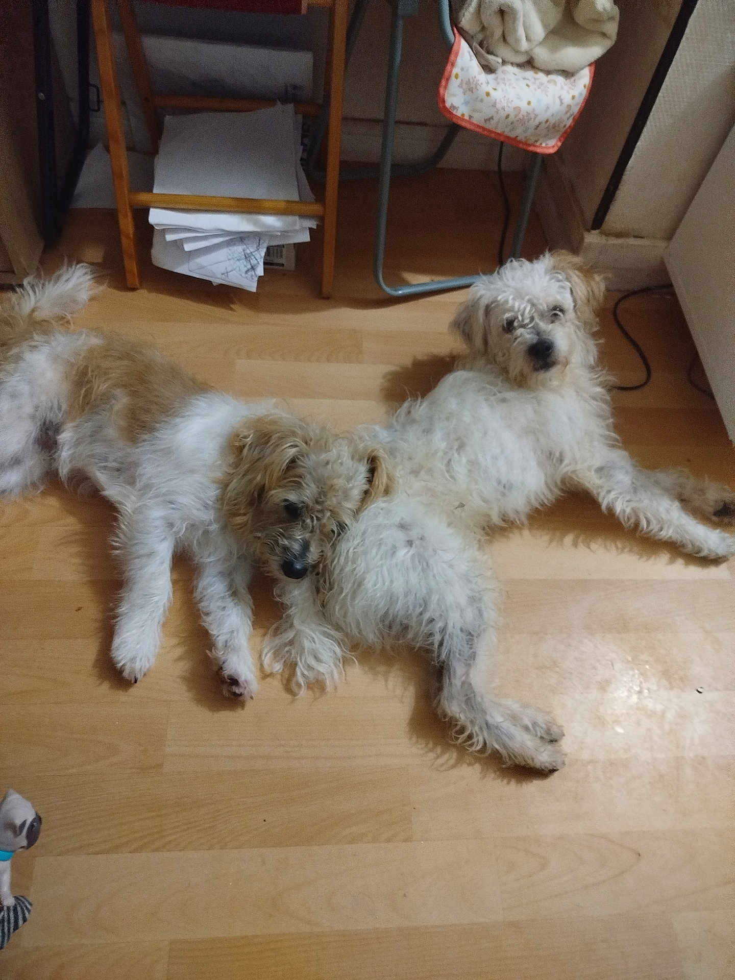 Azerty Izi Pablo participe au concours pour gagner de l'argent avec cette photo : dog, indoor, floor, wooden_floor, resting, lying_down, two_animals, pet, furniture, papers, cozy, brown, white, fluffy, companion, domestic_animal, relaxed, canine, cute, animal