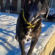 Jazz a rejoint le concours — aidez-le/la à gagner de superbes lots ! animal, black_fur, brown_fur, canine, cold, daylight, dog, fur, house, ledge, outdoor, pet, plant, porch, shadow, snow, sunlight, white_snow, winter, yellow_collar