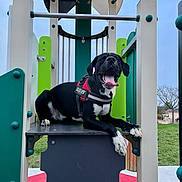 Oreo a rejoint le concours — aidez-le/la à gagner de superbes lots ! animal, bodypart, bulldog, canine, dog, dogbed, fitness, grass, gym, hound, outdoorplayarea, outdoors, pet, plant, playarea, pointer, pug, puppy, sport, workingout