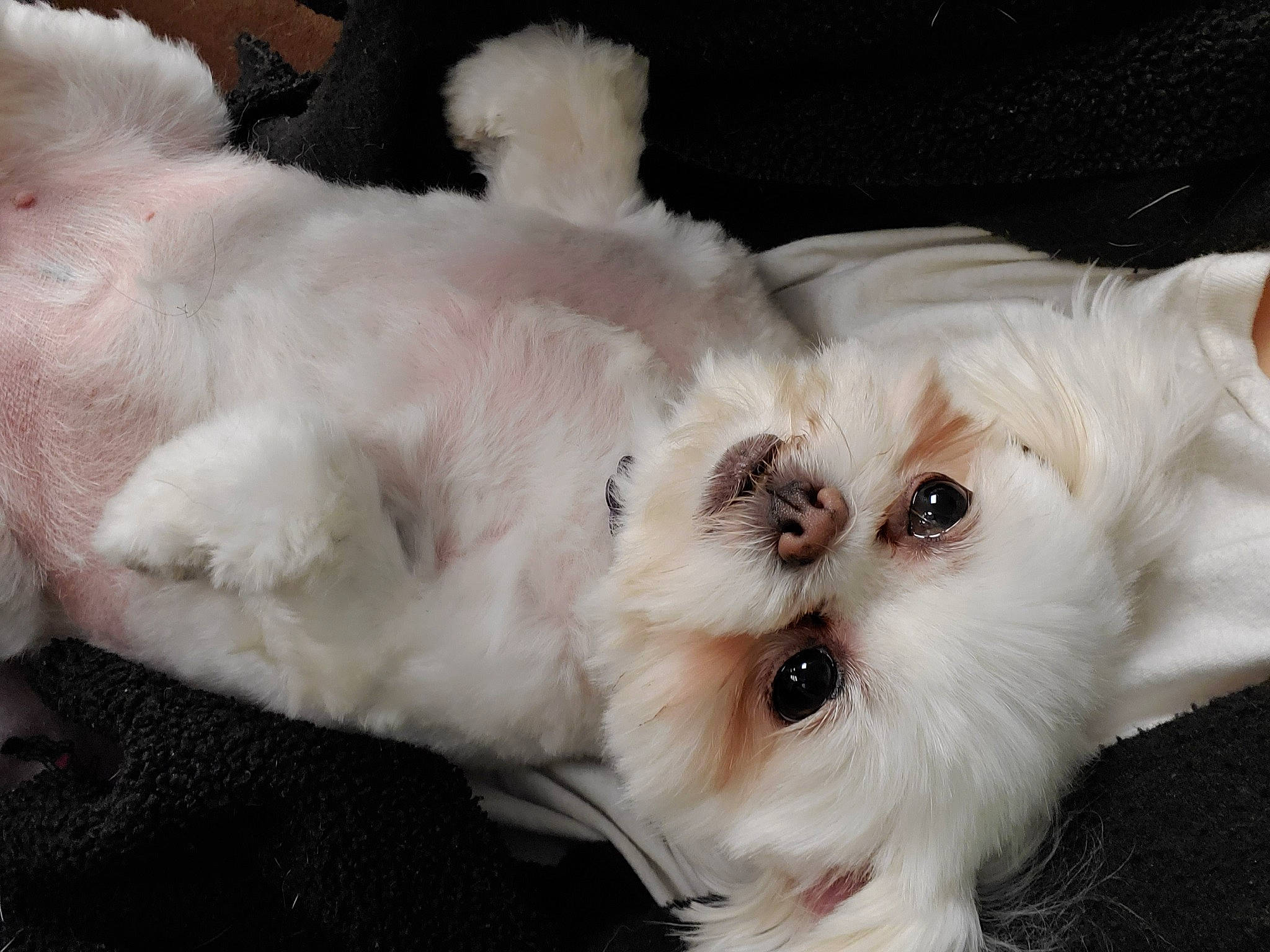 Paper joined the competition — help win amazing prizes! biewer_terrier, canidae, carnivore, companion_dog, dog, dog_breed, dog_supply, fawn, fur, paw, puppy_love, shih_poo, small_terrier, snout, sporting_group, terrier, toy_dog, whiskers, white, yorkipoo