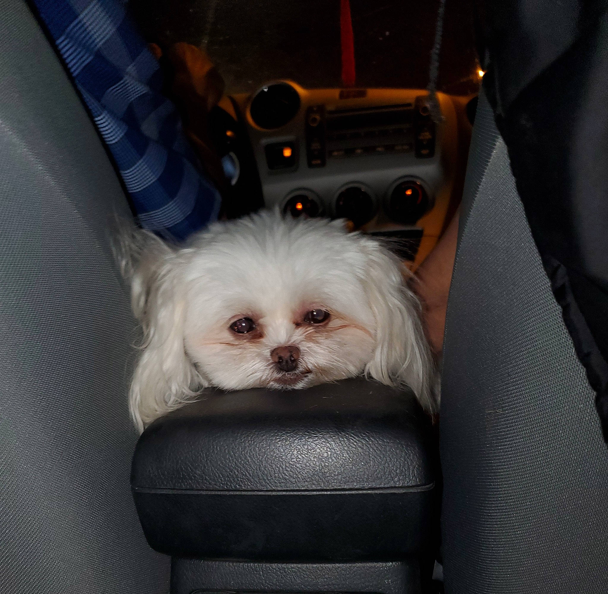 Paper is registered to the contest to win money with this photo: auto_part, canidae, car_seat, carnivore, companion_dog, dog, dog_breed, dog_supply, fashion_accessory, fawn, fur, mal_shi, maltepoo, puppy_love, shih_tzu, small_terrier, sunglasses, terrier, toy_dog, working_animal