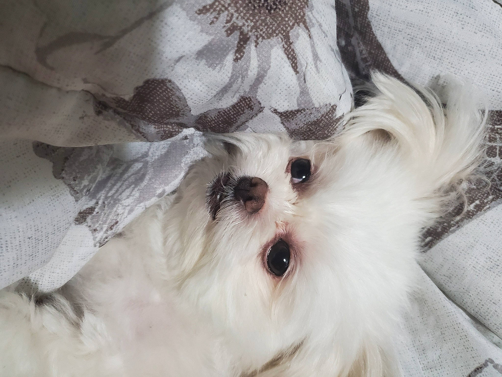 Paper joined the competition — help win amazing prizes! canidae, carnivore, companion_dog, dog, dog_breed, dog_supply, fashion_accessory, fur, mal_shi, maltepoo, non_sporting_group, pattern, shih_tzu, small_terrier, sporting_group, terrier, toy_dog, whiskers, working_animal