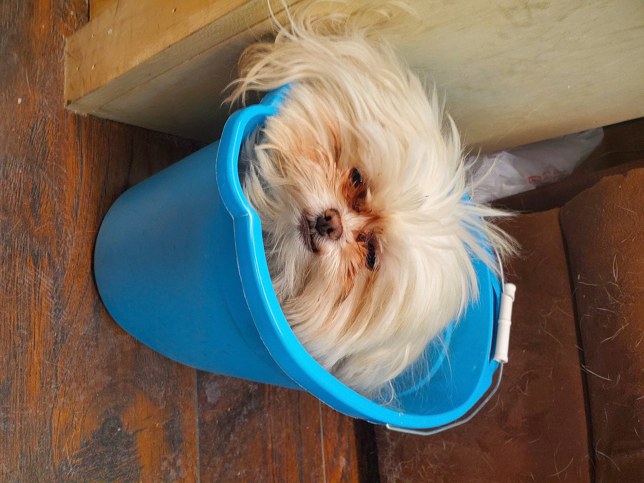 Paper joined the competition — help win amazing prizes! box, canidae, carnivore, companion_dog, dog, dog_breed, dog_clothes, dog_supply, electric_blue, fawn, felidae, fur, hardwood, small_terrier, small_to_medium_sized_cats, sporting_group, terrier, toy_dog, whiskers, wood