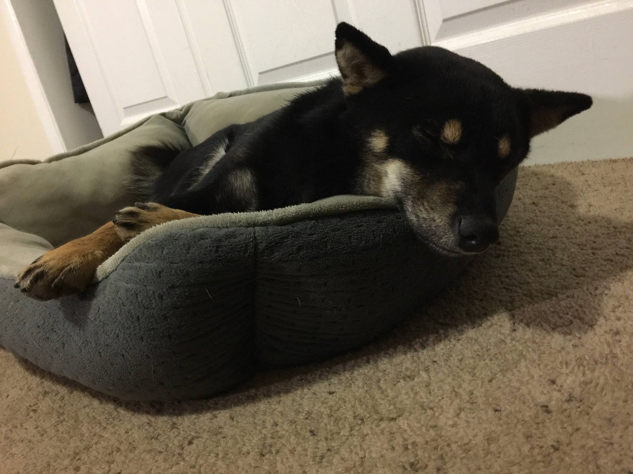 Inko is registered to the contest to win money with this photo: canidae, carnivore, comfort, companion_dog, couch, dog, dog_breed, flooring, fur, grey, herding_dog, linens, paw, sitting, snout, sporting_group, tail, terrestrial_animal, working_animal, working_dog