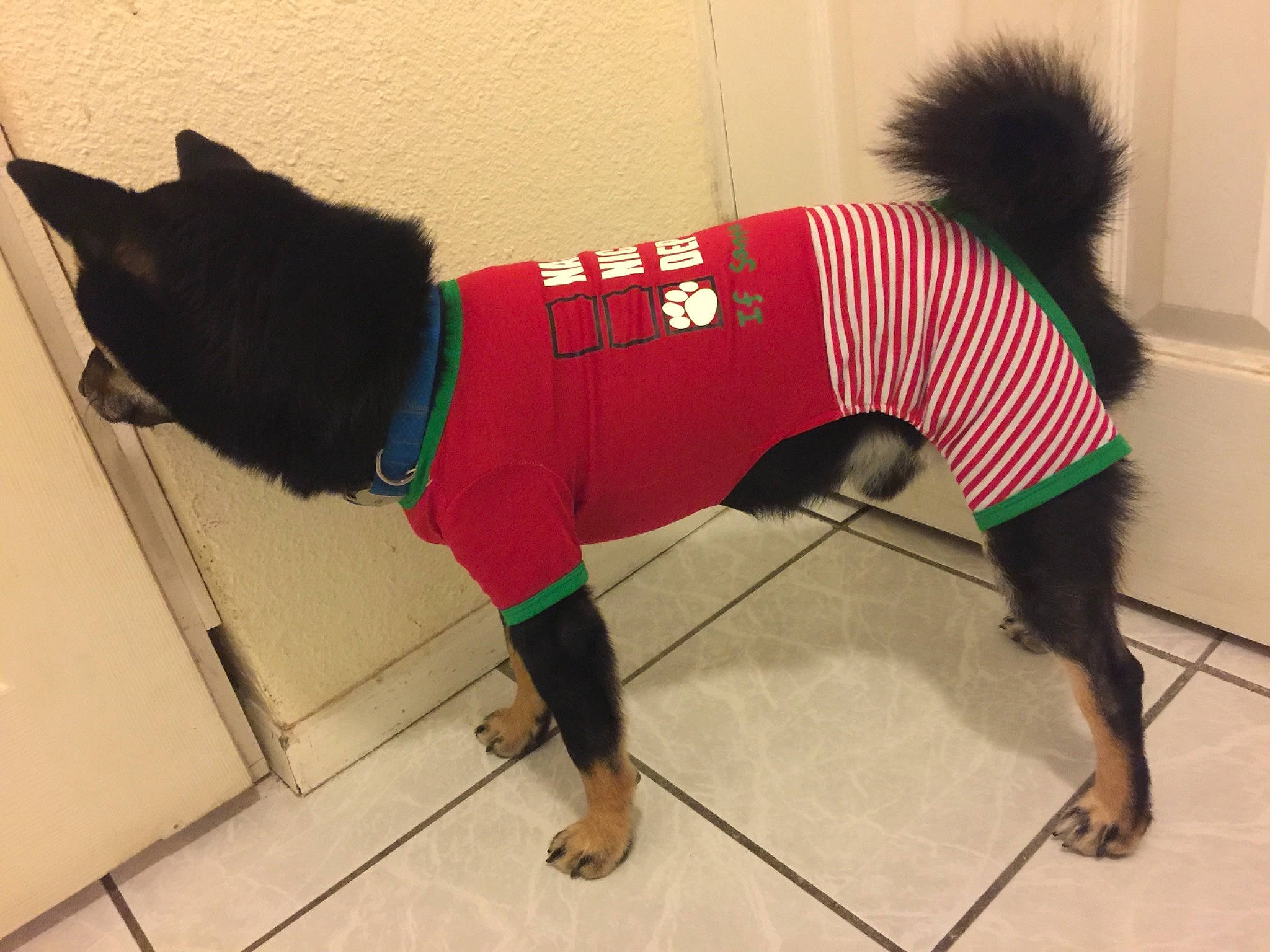 Inko joined the competition — help win amazing prizes! active_pants, canidae, carnivore, companion_dog, dog, dog_breed, dog_clothes, dog_supply, electric_blue, flooring, headgear, outerwear, red, sleeve, snout, sporting_group, sportswear, t_shirt, tail, working_animal