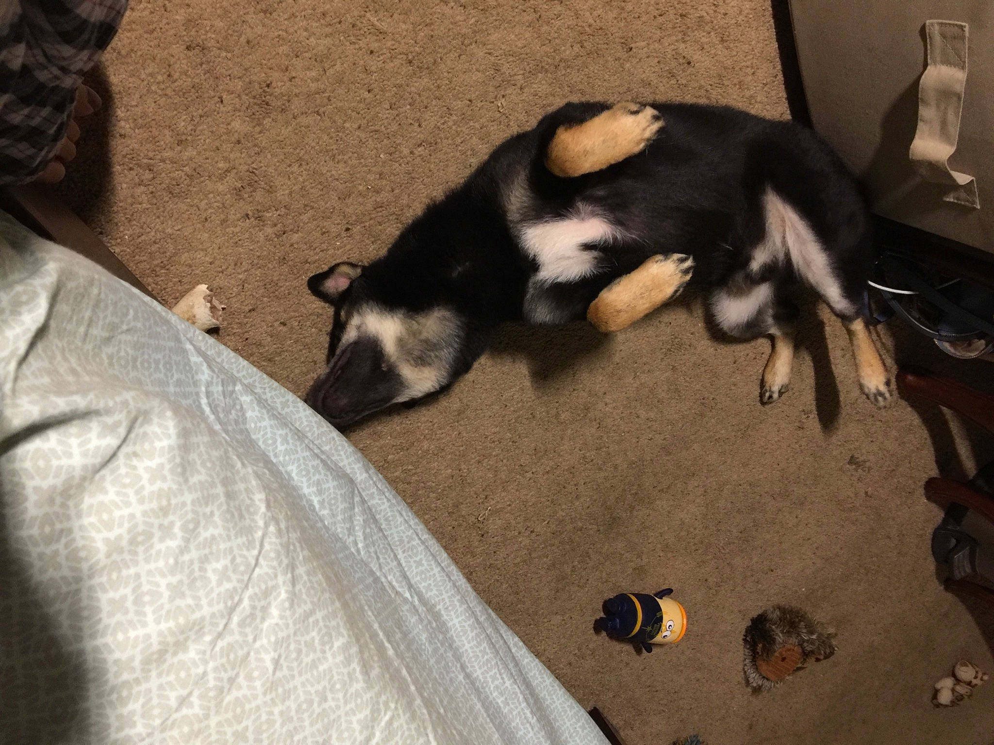 Inko is registered to the contest to win money with this photo: carnivore, claw, comfort, companion_dog, dog, dog_breed, flooring, fur, marsupial, muridae, mustelidae, paw, skunk, snout, sporting_group, tail, terrestrial_animal, whiskers, wood, working_animal