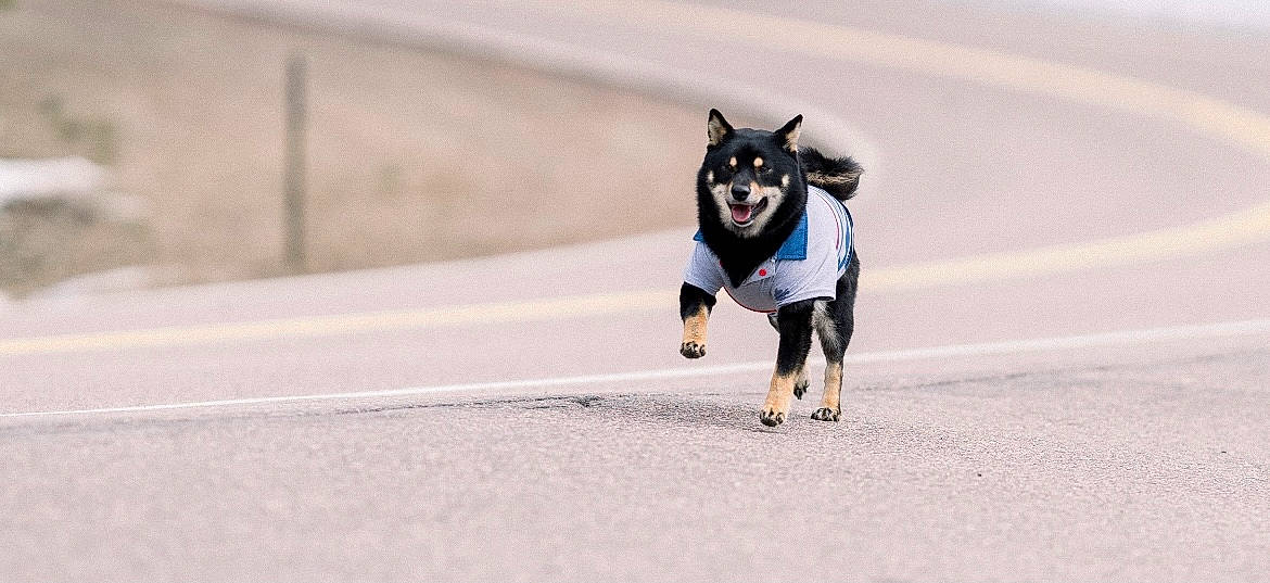 Inko joined the competition — help win amazing prizes! asphalt, canidae, carnivore, companion_dog, dog, dog_breed, dog_collar, dog_sports, electric_blue, fur, leash, recreation, road, running, smile, snout, sporting_group, tail, toy_dog, working_animal